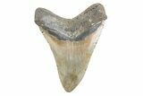 Fossil Megalodon Tooth - North Carolina #378073-2